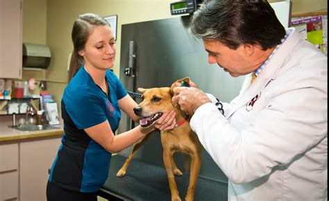 Ehrlich animal hospital - I am a veterinary student at Iowa State University currently in my clinical year. My… | Learn more about Samantha Tirone's work experience, …